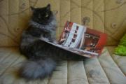 Прикрепленное изображение: P1020886.JPG