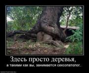 Прикрепленное изображение: 654844_zdes_prosto_derevya_.thumbnail.jpg