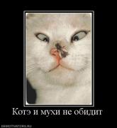 Прикрепленное изображение: 472785_kote_i_muhi_ne_obidit.jpg