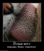 Прикрепленное изображение: 322190_jezyik_kote.jpg
