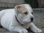 Прикрепленное изображение: DSC00102.JPG