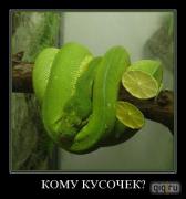 Прикрепленное изображение: demotivatory_svezhaja_superpodporka_394224.jpeg