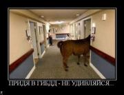 Прикрепленное изображение: demotivators_nov6_81.jpg