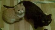 Прикрепленное изображение: 14112009_002.jpg