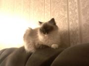 Прикрепленное изображение: IMG0535A.jpg