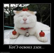 Прикрепленное изображение: 89904_kote_osvoil_dzen.jpg