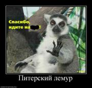 Прикрепленное изображение: 471257_piterskij_lemur.jpg