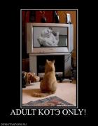 Прикрепленное изображение: 93331_adult_kote_only.jpg