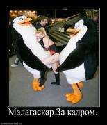 Прикрепленное изображение: 269755_madagaskarza_kadrom.jpg