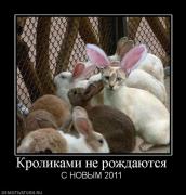 Прикрепленное изображение: 480129_krolikami_ne_rozhdayutsya.jpg