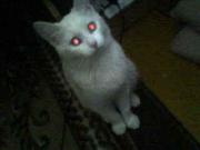 Прикрепленное изображение: IMG0014A.jpg