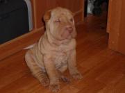 Прикрепленное изображение: 1.JPG