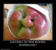 Прикрепленное изображение: 812431_babushka_tyi_chem_yabloki_polivaesh.jpg