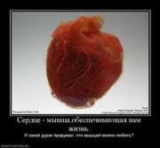 Прикрепленное изображение: 179068_serdtse_myishtsaobespechivayuschaya_nam_zhizn.thumbnail.jpg