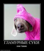 Прикрепленное изображение: 698736_glamurnyie_suki.thumbnail.jpg