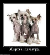 Прикрепленное изображение: 909190_zhertvyi_glamura.thumbnail.jpg