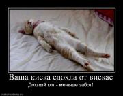 Прикрепленное изображение: 441199_vasha_kiska_sdohla_ot_viskas.jpg