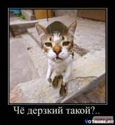 Прикрепленное изображение: 1263314571_1261999933_kotye_5.jpg
