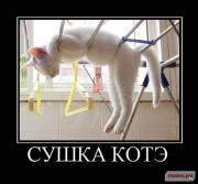 Прикрепленное изображение: 1263314427_1261999870_kotye_21.jpg