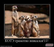 Прикрепленное изображение: 1263314469_1261999887_kotye_18.jpg