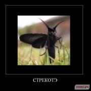 Прикрепленное изображение: 1263314462_1261999923_kotye_45.jpg