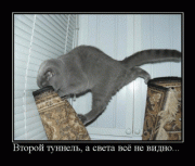 Прикрепленное изображение: Koteiko.ru.gif