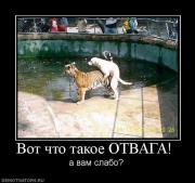 Прикрепленное изображение: 11949_vot_chto_takoe_otvaga_.jpg