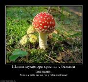 Прикрепленное изображение: 469838_shlyapa_muhomora_krasnaya_s_belyimi_pyatnami.jpg