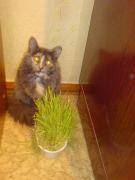 Прикрепленное изображение: DSC03289.JPG