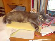 Прикрепленное изображение: DSC03170.JPG