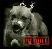 Прикрепленное изображение: Pit_bull.jpg