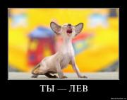 Прикрепленное изображение: Demotivation_koteiko.ru_3.jpg