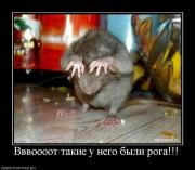 Прикрепленное изображение: 092c9afb993ab2b9da86367e7d0f09be.jpg