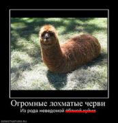 Прикрепленное изображение: 279004_ogromnyie_lohmatyie_chervi.thumbnail.jpg