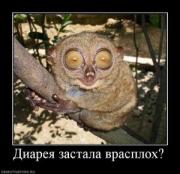 Прикрепленное изображение: 969915_diareya_zastala_vrasploh.thumbnail.jpg