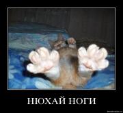 Прикрепленное изображение: pqhdjulova3e.jpg