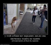 Прикрепленное изображение: 366214_u_etoj_sobaki_net_perednih_lapno_ona_nauchilas_hodit_na_zadnih.jpg