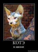 Прикрепленное изображение: 1266403338_864758_kote.jpg