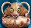 Прикрепленное изображение: avatar34237_5.gif