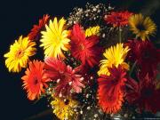 Прикрепленное изображение: flowers_027.jpg