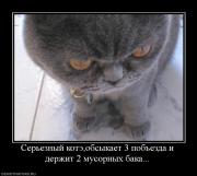 Прикрепленное изображение: 90772_sereznyij_koteobsyikaet_3_pobezda_i_derzhit_2_musornyih_baka.jpg