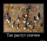 Прикрепленное изображение: dem2796.jpg