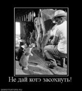 Прикрепленное изображение: 594707_ne_daj_kote_zasohnut.jpg