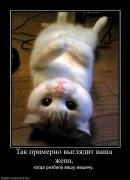 Прикрепленное изображение: 500365_tak_primerno_vyiglyadit_vasha_zhena.jpg