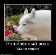 Прикрепленное изображение: 546989_vlyublennyij_volk.jpg