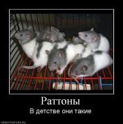 Прикрепленное изображение: 324530_rattonyi.jpg