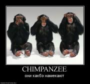 Прикрепленное изображение: 628682_chimpanzee.jpg