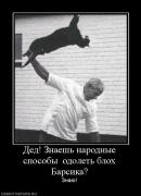 Прикрепленное изображение: 251536_ded_znaesh_narodnyie_sposobyi_odolet_bloh_barsika.jpg