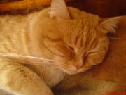 Прикрепленное изображение: DSC00973.JPG