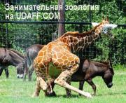 Прикрепленное изображение: 70550.jpg